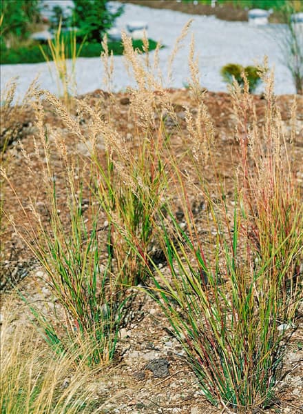 Stipa calamagrostis