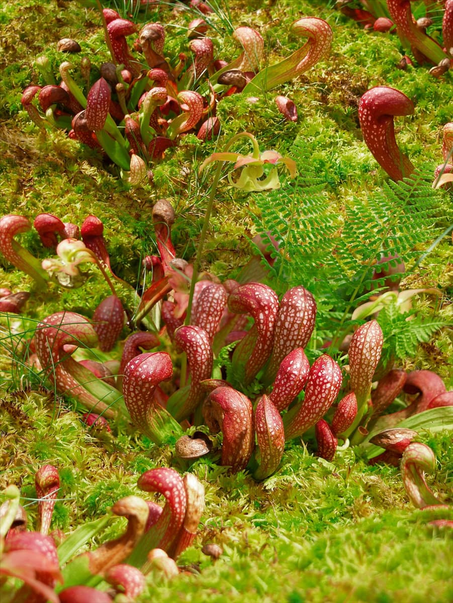 Sarracenia psittacina