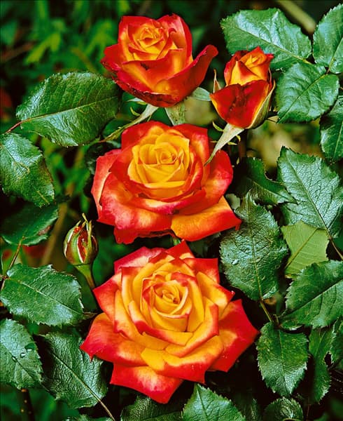 Floribunda Rose TYPE MEIN MÜNCHEN