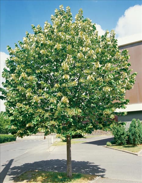 Tilia tomentosa
