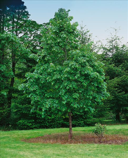Tilia tomentosa Sterling Silver
