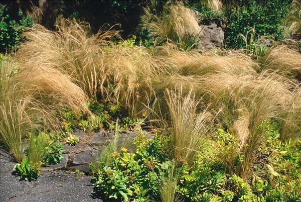 Stipa tenuissima