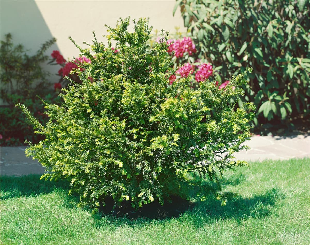 TAXUS BACCATA