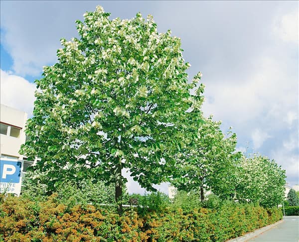 Tilia tomentosa