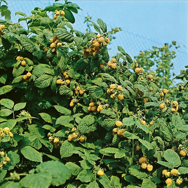 Rubus idaeus