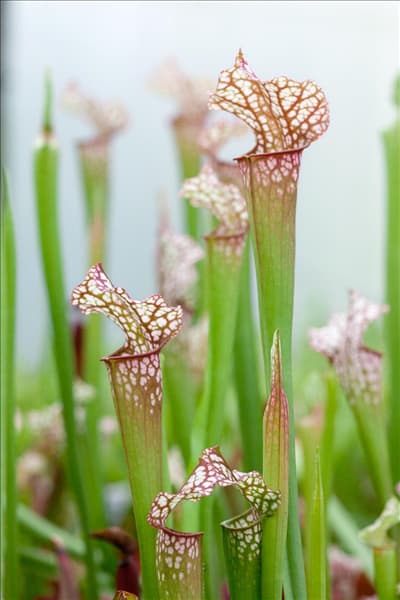 Sarracenia 'Velvet'