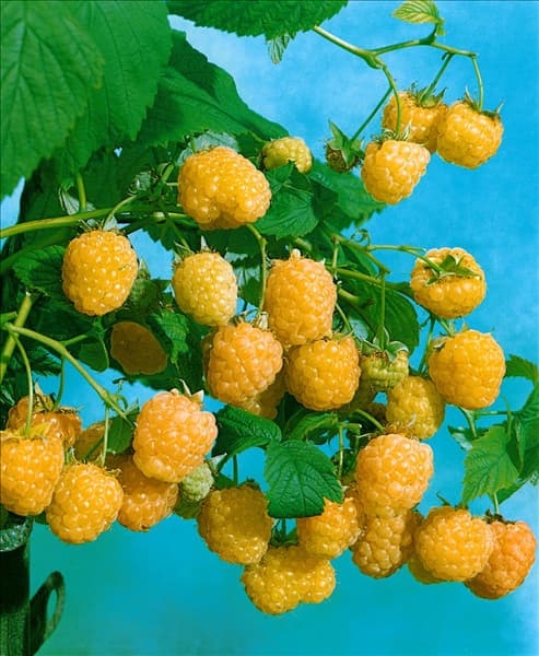 Rubus idaeus