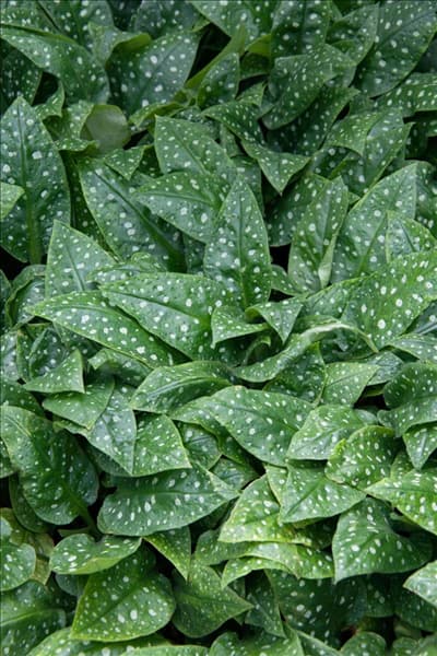 Pulmonaria Mrs.Moon
