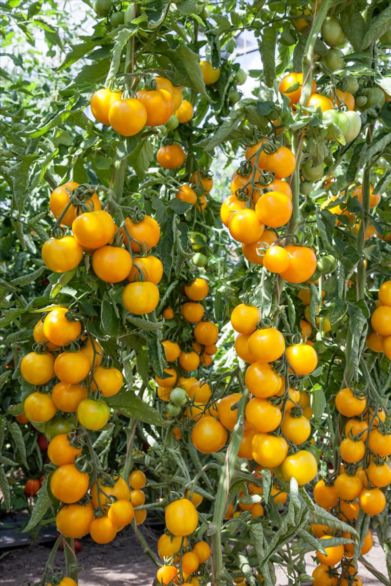 Lycopersicon esculentum Romus