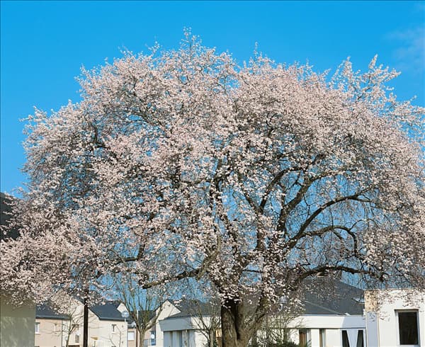 Prunus cerasifera Trailblazer