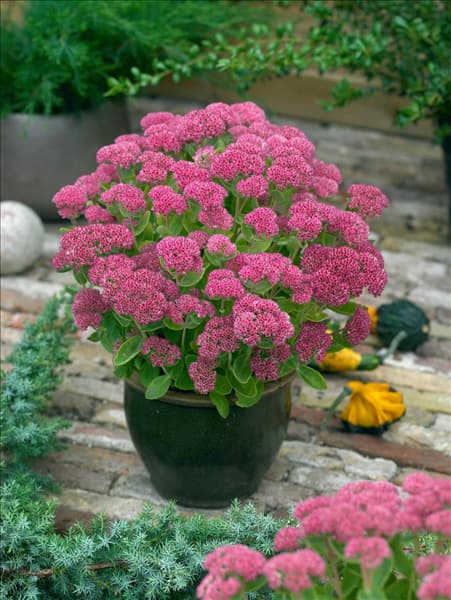 Sedum spectabile Herbstfreude