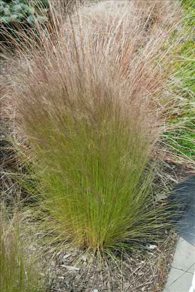 Nassella tenuissima Pony Tails