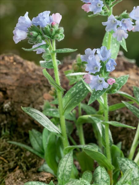 Pulmonaria Opal