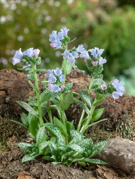 Pulmonaria Opal