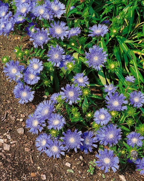 Stokesia laevis Blue Danube