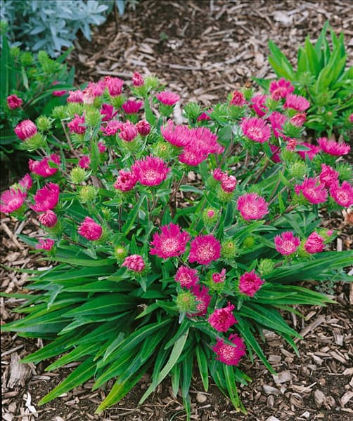 Stokesia laevis Honeysong Purple