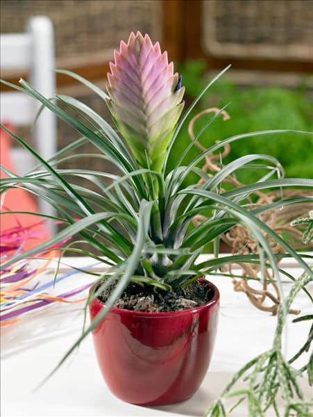 Tillandsia cyanea in pot