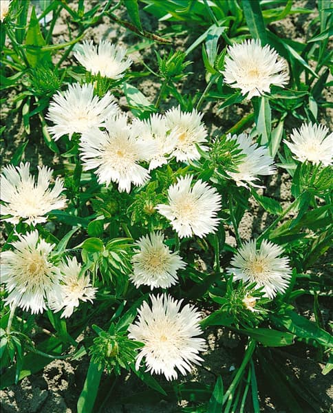 STOKESIA LAEVIS