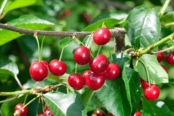 Prunus cerasus Koröszer I