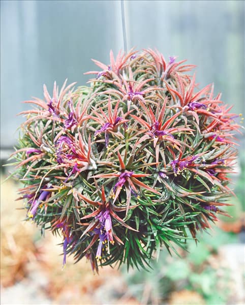 Tillandsia usneoides