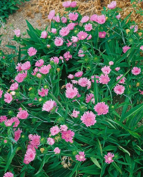 STOKESIA LAEVIS