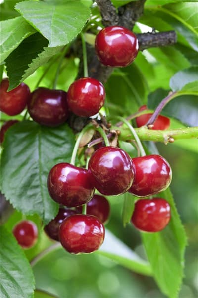 Prunus cerasus Koröszer II