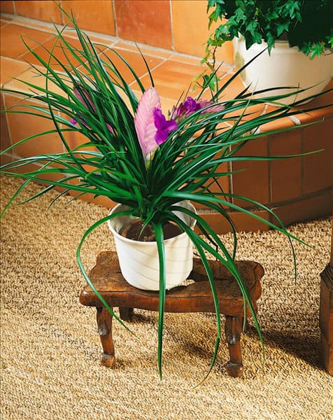TILLANDSIA CYANEA
