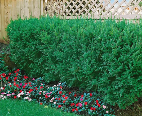 Taxus cuspidata
