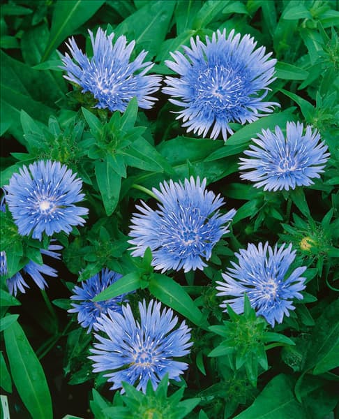STOKESIA LAEVIS BLUE STAR