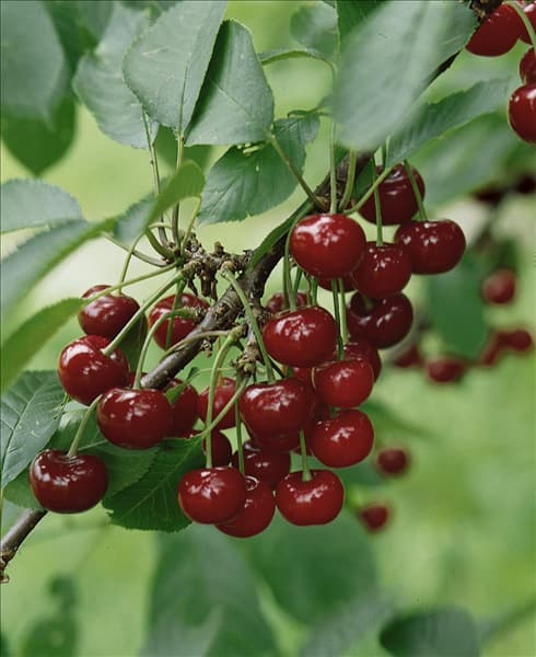 Prunus cerasus 'Jade'®