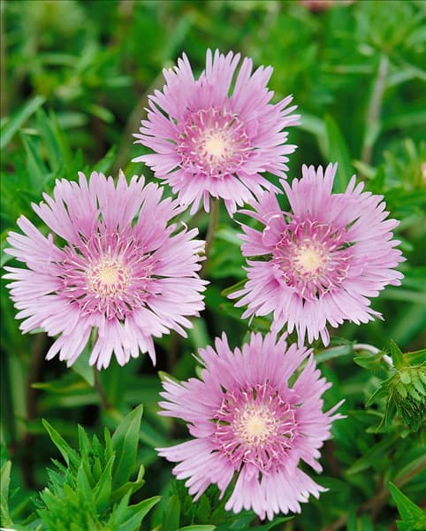 STOKESIA LAEVIS
