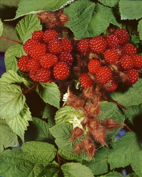 RUBUS PHOENICOLASIUS