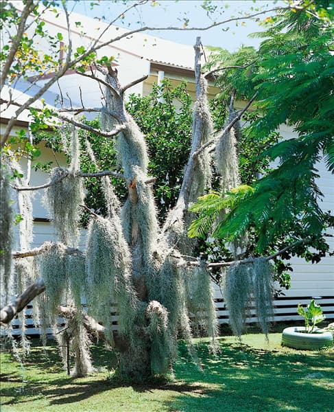 Tillandsia usneoides