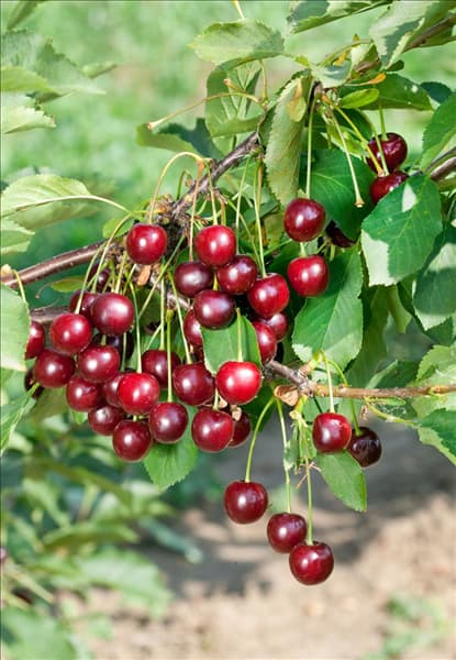 Prunus cerasus Gerema ®