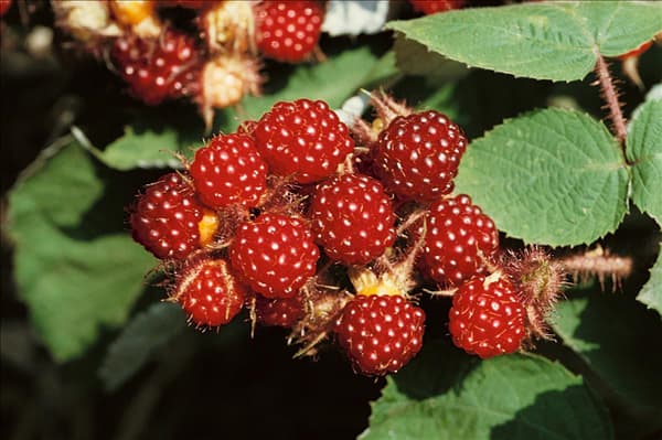 Rubus phoenicolasius