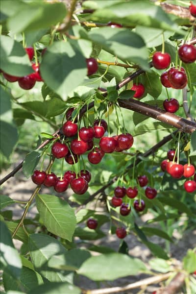 Prunus cerasus Schattenmorelle