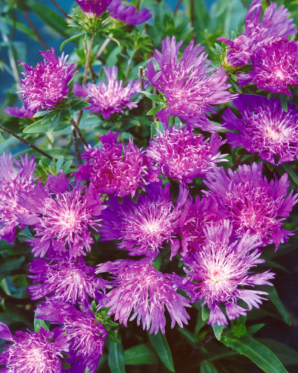 Stokesia laevis Purple Parasols