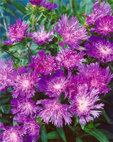 Stokesia laevis Purple Parasols
