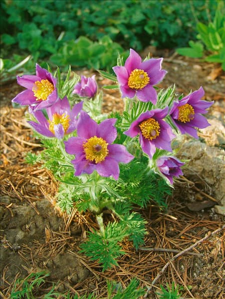 Pulsatilla vulgaris