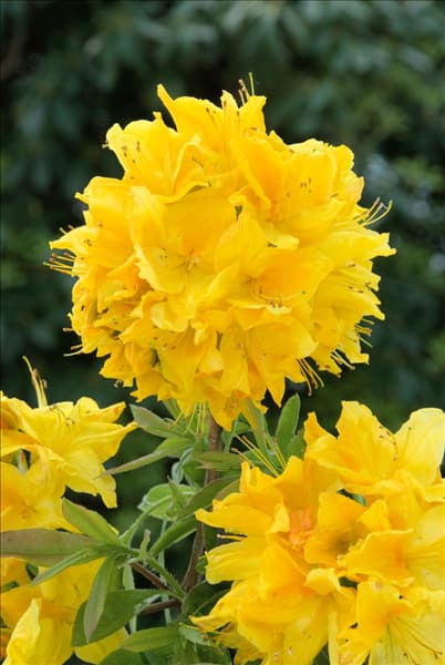 Rhododendron luteum Goldstück