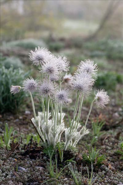 Pulsatilla vulgaris