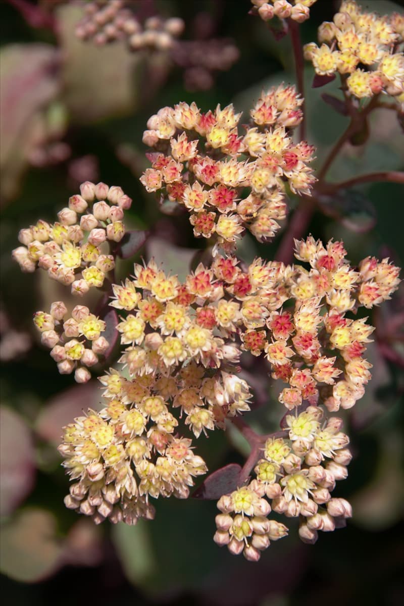 Sedum Xenox Yellow