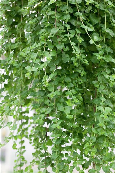 Micromeria douglasii Indian Mint
