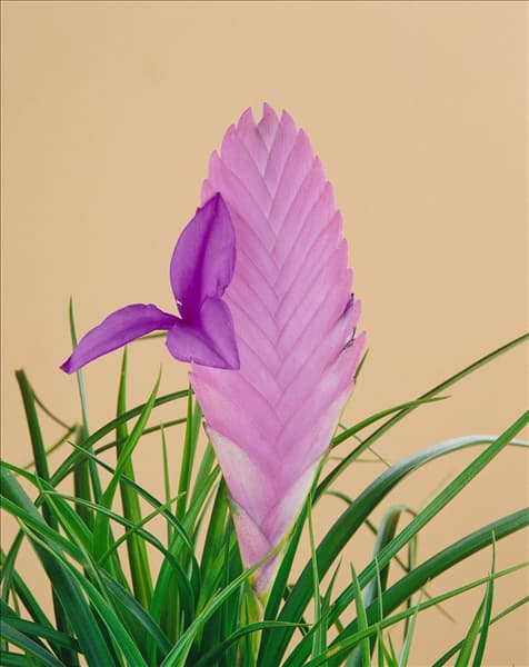 TILLANDSIA CYANEA / BLOSSOM / BLÜTE