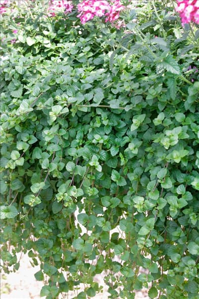 Satureja duglasii Indian Mint