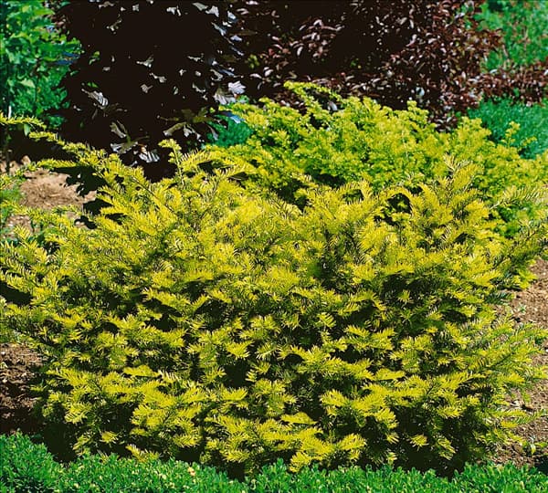 Taxus x media Sunburst