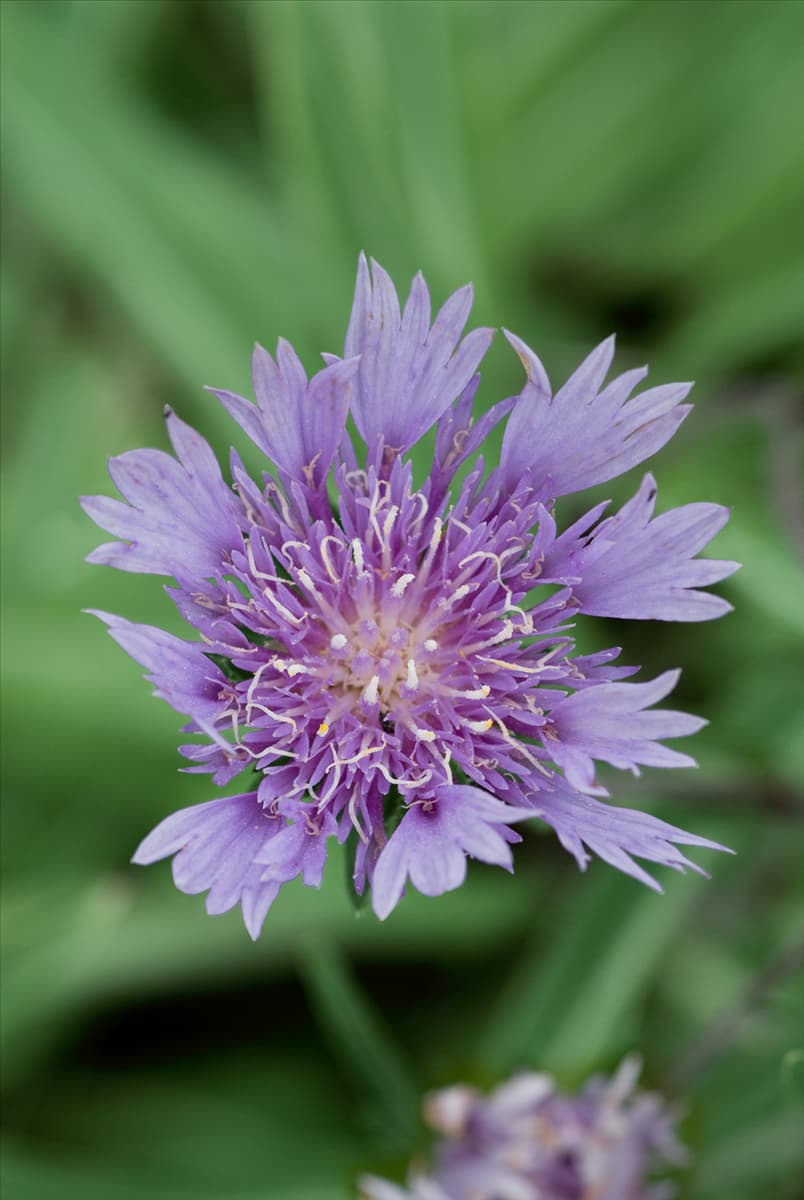 Stokesia laevis Klaus Jelitto