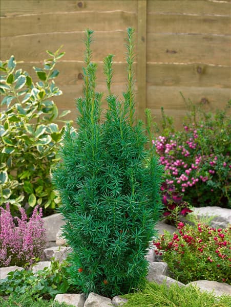 Taxus x media Nixe