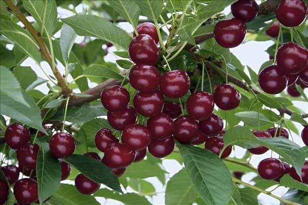 Prunus cerasus 'Achat'(s)