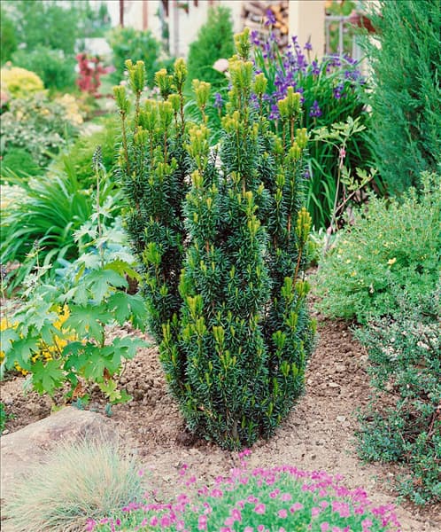 Taxus x media Hicksii